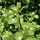  (08/10/2019) Pittosporum tenuifolium (any variety) added by Shoot)