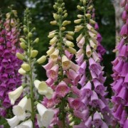  (08/10/2019) Digitalis (any hardy variety) added by Shoot)