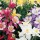  (08/10/2019) Aquilegia (any hardy, garden variety) added by Shoot)