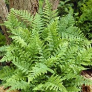  (08/10/2019) Dryopteris (any variety) added by Shoot)