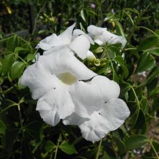 Pandorea jasminoides 'Alba'