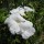  (09/10/2019) Pandorea jasminoides 'Alba' added by Shoot)