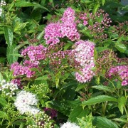  (10/10/2019) Spiraea (any S. japonica or S. douglasii variety) added by Shoot)
