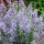  (10/10/2019) Nepeta (any N. x faasenii, N. nervosa, or N. racemosa variety) added by Shoot)