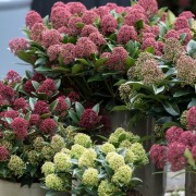  (10/10/2019) Skimmia japonica (any variety) added by Shoot)