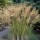  (10/10/2019) Stipa (any evergreen variety) added by Shoot)