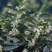  (11/10/2019) Sarcococca (any variety) added by Shoot)