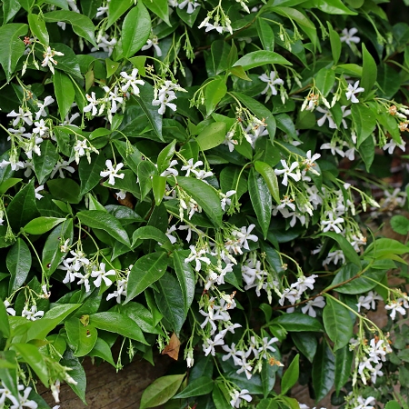 Trachelospermum (any variety)