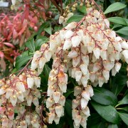  (11/10/2019) Pieris (any variety) added by Shoot)