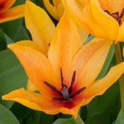  (14/10/2019) Tulipa praestans 'Shogun' added by Shoot)
