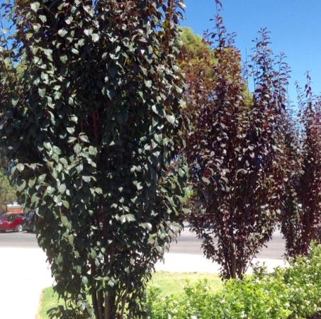 Prunus cerasifera 'Oakville Crimson Spire'