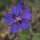  (15/10/2019) Geranium platypetalum added by Shoot)