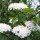  (18/10/2019) Viburnum prunifolium added by Shoot)