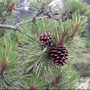  (21/10/2019) Pinus rigida added by Shoot)