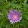  (21/10/2019) Stokesia laevis  added by Shoot)