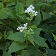  (22/10/2019) Ageratina altissima  added by Shoot)