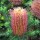  (06/11/2019) Banksia ericifolia 'Little Eric' added by Shoot)