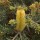 (07/11/2019) Banksia marginata 'Mini Marg' added by Shoot)