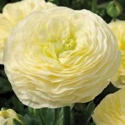  (07/11/2019) Ranunculus 'Elegance Crema' (Elegance Series) added by Shoot)