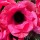  (07/11/2019) Anemone 'Mistral Rosa Shocking' (Mistral Series) added by Shoot)