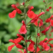  (07/11/2019) Salvia darcyi added by Shoot)