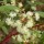  (08/11/2019) Acacia myrtifolia added by Shoot)