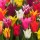  (13/11/2019) Tulipa (any Lily-flowered Group variety) added by Shoot)