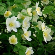  (14/11/2019) Kerria japonica 'Albescens' added by Shoot)