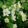 (14/11/2019) Kerria japonica 'Albescens' added by Shoot)