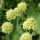  (18/11/2019) Allium obliquum added by Shoot)