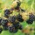 (18/11/2019) Rubus fruticosus 'Apache' added by Shoot)