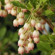  (18/11/2019) Enkianthus chinensis added by Shoot)