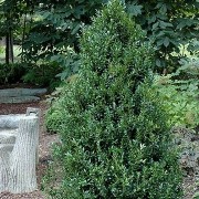  (29/11/2019) Buxus sempervirens 'Dee Runk' added by Shoot)