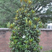  (29/11/2019) Magnolia grandiflora 'Alta' added by Shoot)