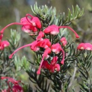  (01/12/2019) Grevillea lavandulacea subsp. lavandulacea added by Shoot)