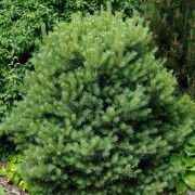  (02/12/2019) Pinus sylvestris 'Westonbirt' added by Shoot)