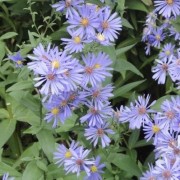  (04/12/2019) Symphyotrichum laeve added by Shoot)