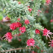  (05/12/2019) Grevillea 'Bonnie Prince Charlie' x 'Hot Lava' added by Shoot)