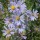  (06/12/2019) Symphyotrichum oolentangiense added by Shoot)