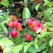  (08/12/2019) Prunus angustifolia added by Shoot)