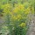  (08/12/2019) Solidago rugosa  added by Shoot)