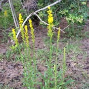  (08/12/2019) Solidago stricta added by Shoot)