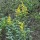  (08/12/2019) Solidago latissimifolia added by Shoot)