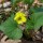  (08/12/2019) Viola pubescens added by Shoot)