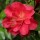  (16/12/2019) Camellia japonica 'Ruddigore' added by Shoot)