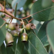  (16/12/2019) Eucalyptus urnigera added by Shoot)