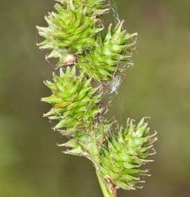 Carex festucacea