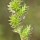  (17/12/2019) Carex festucacea added by Shoot)