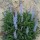  (17/12/2019) Lupinus diffusus added by Shoot)