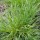  (19/12/2019) Carex blanda added by Shoot)